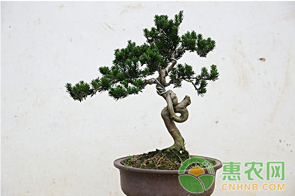 How to breed and preserve Luohansong? How to shape a potted plant?