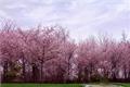 How to plant cherry trees with cherry blossom seeds