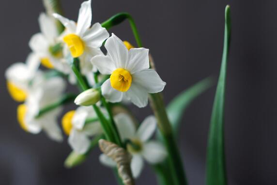 What are the main diseases and insect pests of daffodils? How to prevent and cure?