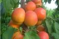 What is the basis for ensuring the healthy growth of apricot trees?