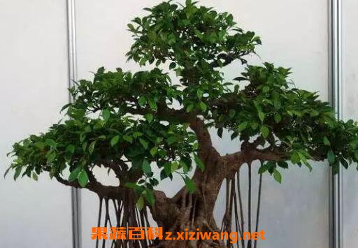 How to make banyan bonsai?