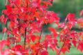 Different planting techniques of American red maple in different seasons