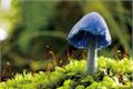 How does the wonderful azure mushroom distinguish poisonous mushrooms from non-poisonous mushrooms