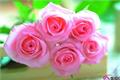 What are the effects and functions of roses?