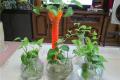 How to hydroponically cultivate plants with glass vases