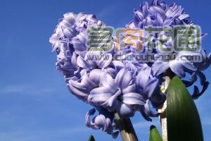 Control methods of hyacinth mosaic disease