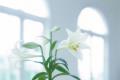 When is the right time to plant lilies?