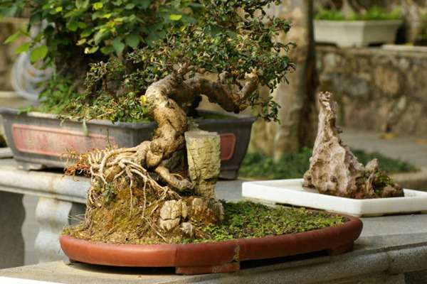 How to make banyan bonsai with stone?