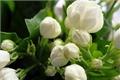 The efficacy and function of jasmine