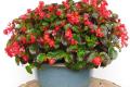 How to raise the four Seasons Begonia Flower Culture method