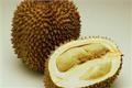 Efficacy and function of durian