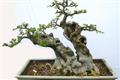 The production and maintenance of peat elm bonsai