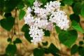 What is the knowledge introduction of white lilac