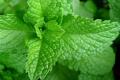 What are the effects and effects of peppermint leaves