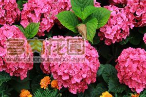 How to propagate hydrangea by bud insertion?