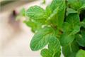 What are the effects and effects of peppermint