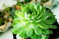 How to raise succulent plants explain how to raise succulent plants