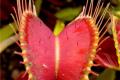 [carnivorous plants] characteristics and species of carnivorous plants