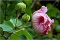 The efficacy of hibiscus leaves and the culture method of hibiscus hibiscus