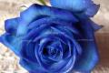 How to cultivate blue roses