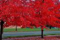 How to cultivate American red maple seedlings correctly