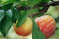 [Apple Tree Management] how to manage apple trees in different periods