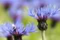 What is the flower language of cornflower