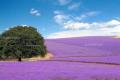 Lavender flower language, the efficacy and function of lavender essential oil