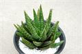 How to water aloe