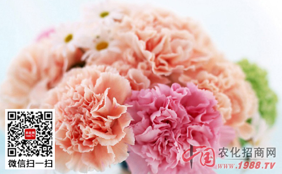 How to prevent and cure stem rot of carnation?