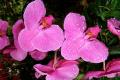 What are the culture methods and matters needing attention of Phalaenopsis