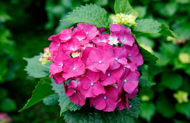 Why don't hydrangeas bloom?