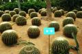 The culture method of golden cactus