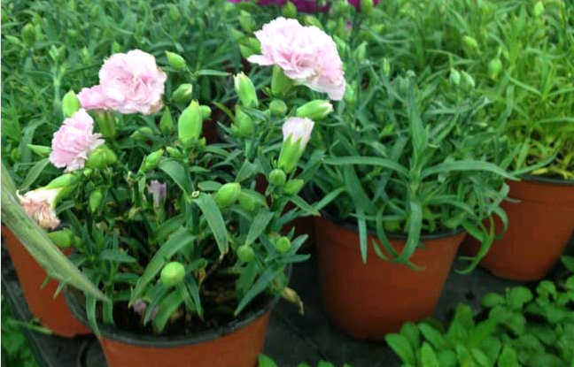 How do carnations propagate and manage?