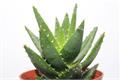 Introduce how to water aloe and how to pour healthy aloe easily.