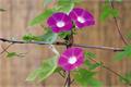 [characteristics of morning glory] characteristics and introduction of morning glory