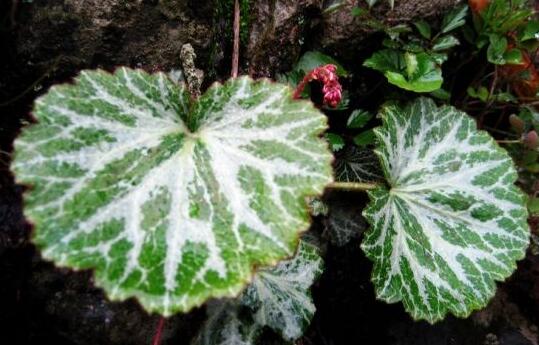 How to grow Saxifraga