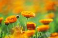 What is the effect of calendula? what is the function of marigold?