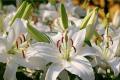 What are the effects and functions of Lily?