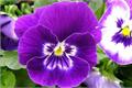 Detailed information of Pansy tricolor