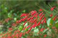 Introduction and culture methods of firecrackers and bamboos for you to pay homage to plants