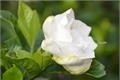 What is the introduction of gardenia flower language