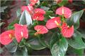 Matters needing attention in potted cultivation of Anthurium andraeanum