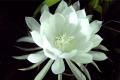 How to master the culture methods and functions of epiphyllum