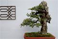 Culture methods and matters needing attention of bonsai of Ficus microphylla