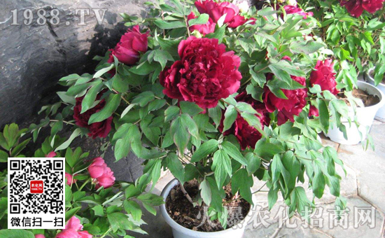 Planting methods of potted peony