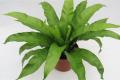 The culture method and function of bird nest fern are introduced in detail.