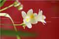 Fragrant snow orchid, appreciation of fragrant snow orchid flower language