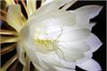 The characteristics of epiphyllum and its medicinal value