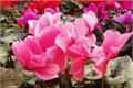 Introduction to the breeding methods of cyclamen that should not be missed.